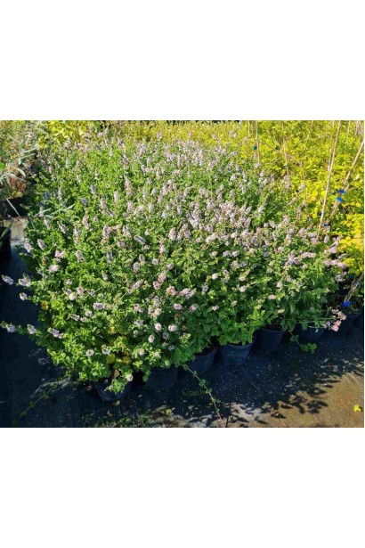 М’ята кучерява Кріспа - 3л/вис.30-40см/Ø20-30см